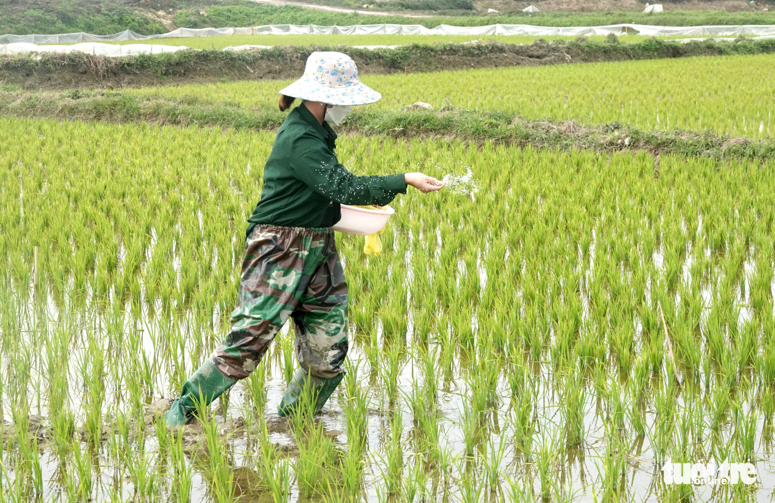 Nông dân ở xã Đồng Môn, TP Hà Tĩnh bón đạm, chăm sóc cây lúa - Ảnh: LÊ MINH