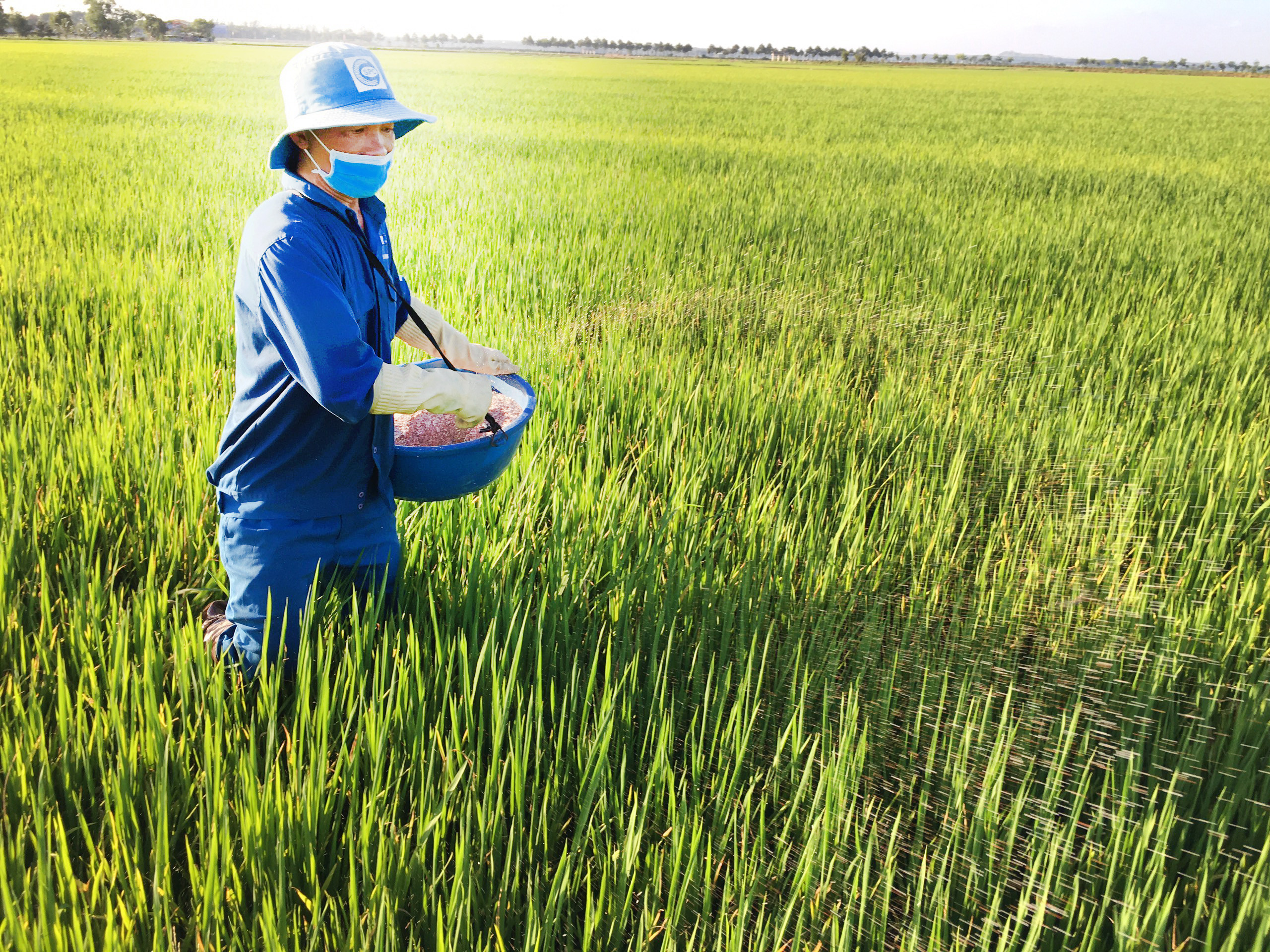 Giá phân bón tăng cao khiến nông dân lo lắng cho vụ mùa cuối năm